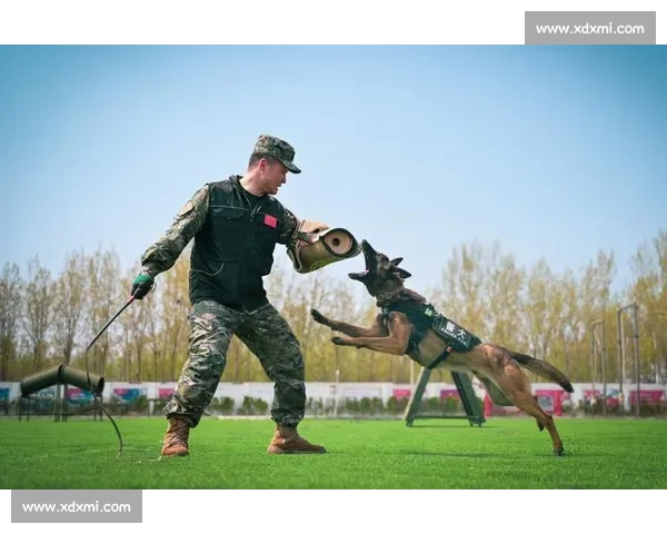 2016韩国健美赛81号选手精彩表现全纪录与训练解析 2016韩国健美赛81号选手精彩表现全纪录与训练解析